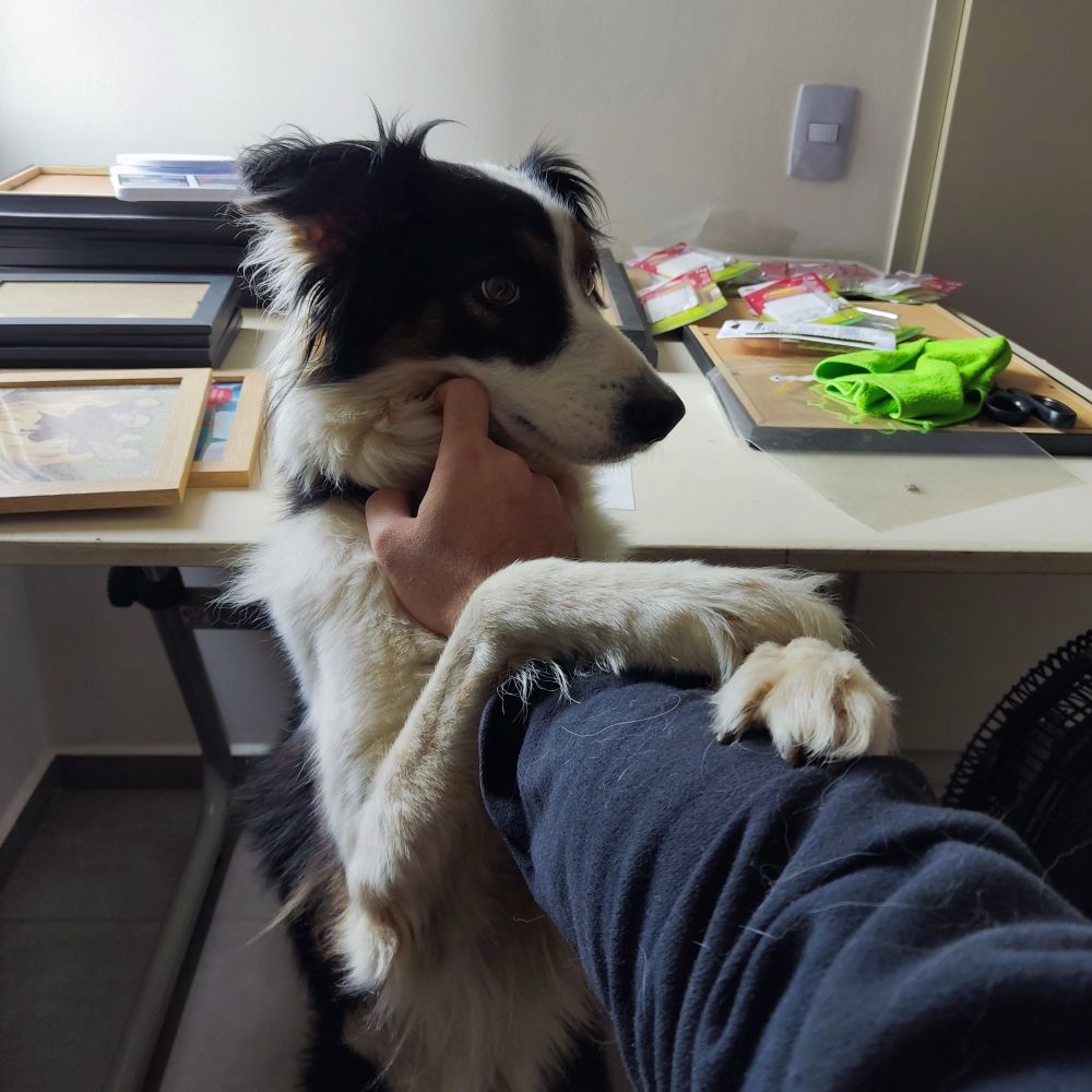 Meu braço direito esticado, com uma border collie preta, branca e castanha em pé e segurando ele com as duas patas dianteiras.