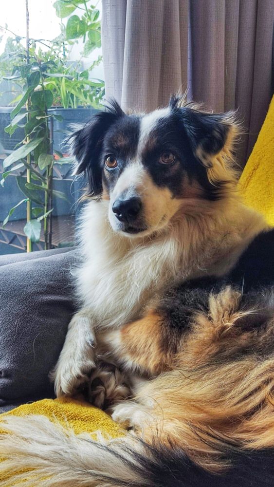 Uma border collie preta, branca e suja recostada numa almofada, encarando a câmera e fazendo pose de quem sabe que é linda.
