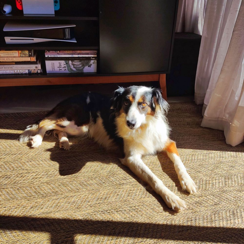 Uma border collie deitada num tapete, no sol da manhã, olhando pra câmera.