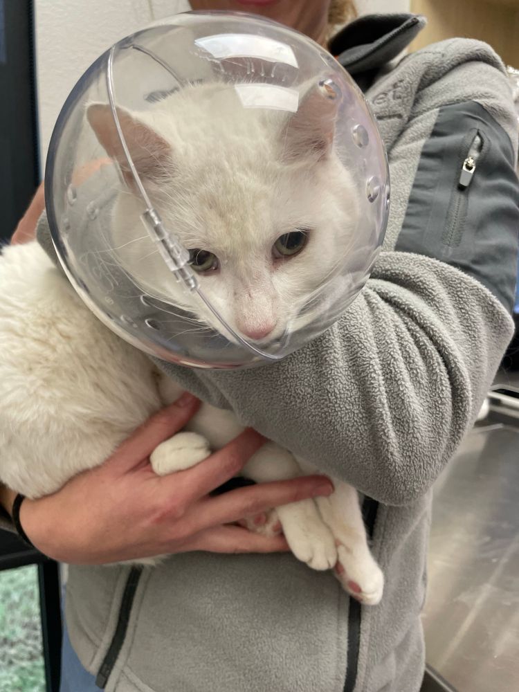 A close up of a white cat with a clear acrylic round astronaut helmet on so he doesn’t bite the vet during his exam for his arm
Injury.