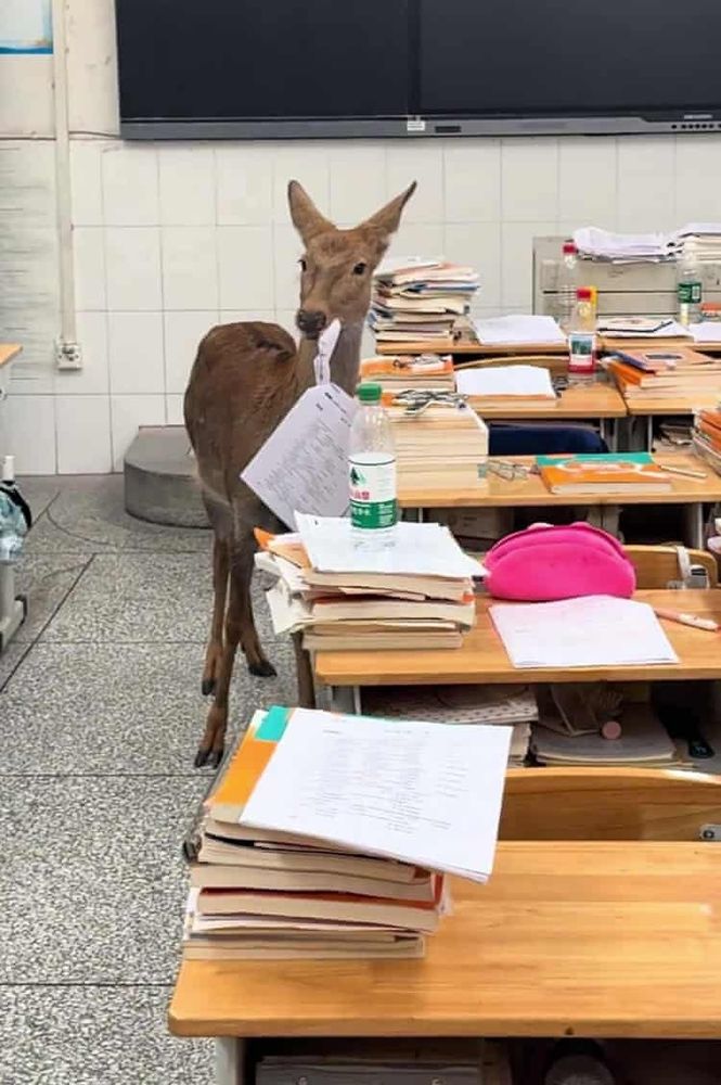 Un cervo in un'aula scolastica intento a rosicchiare i compiti degli alunni. 
