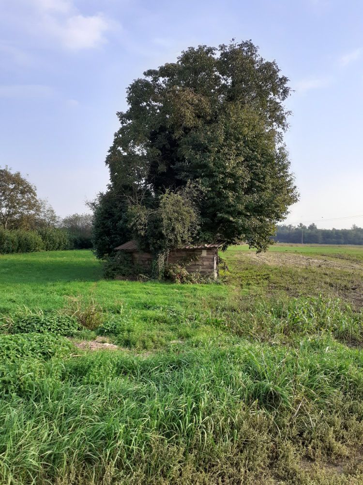 Un campo con un albero e un capanno di legno.