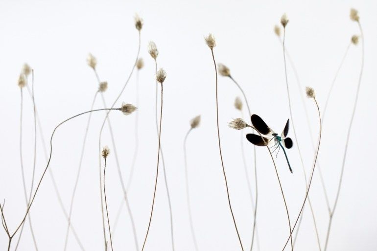 Una libellula fra gli steli.