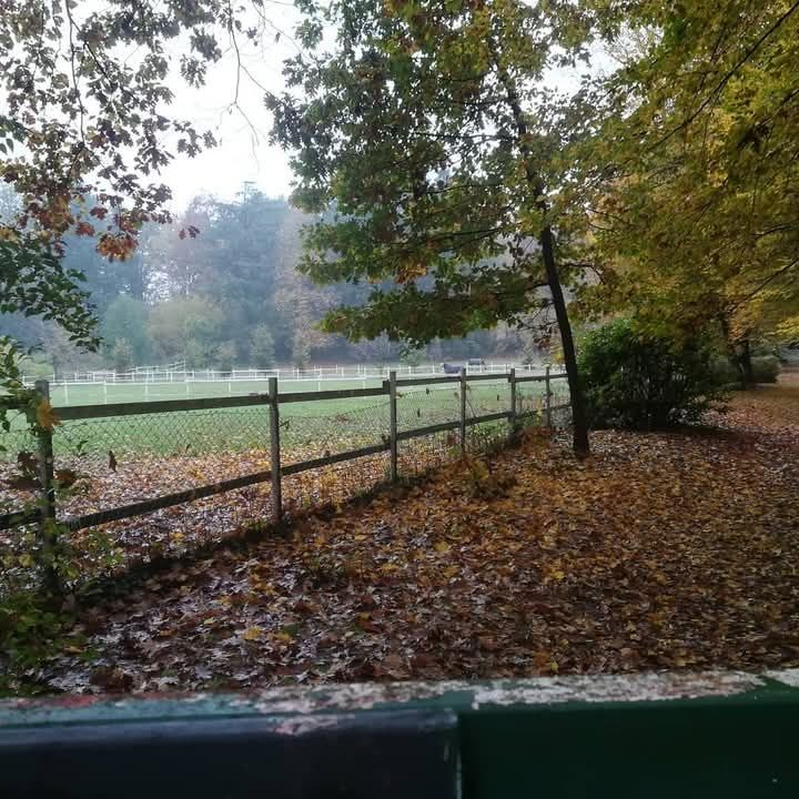 Giornata piovosa nel bosco.