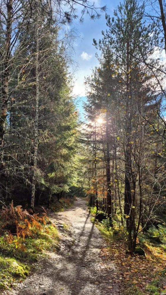 Un sentiero attraversa il bosco in una giornata autunnale. 