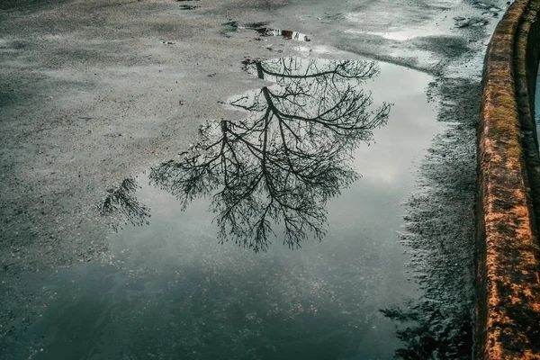 Il riflesso di un albero spoglio in una pozza d'acqua. 
