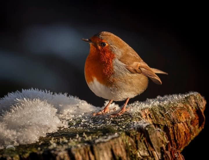 Un pettirosso appollaiato su tronco ricoperto di neve.