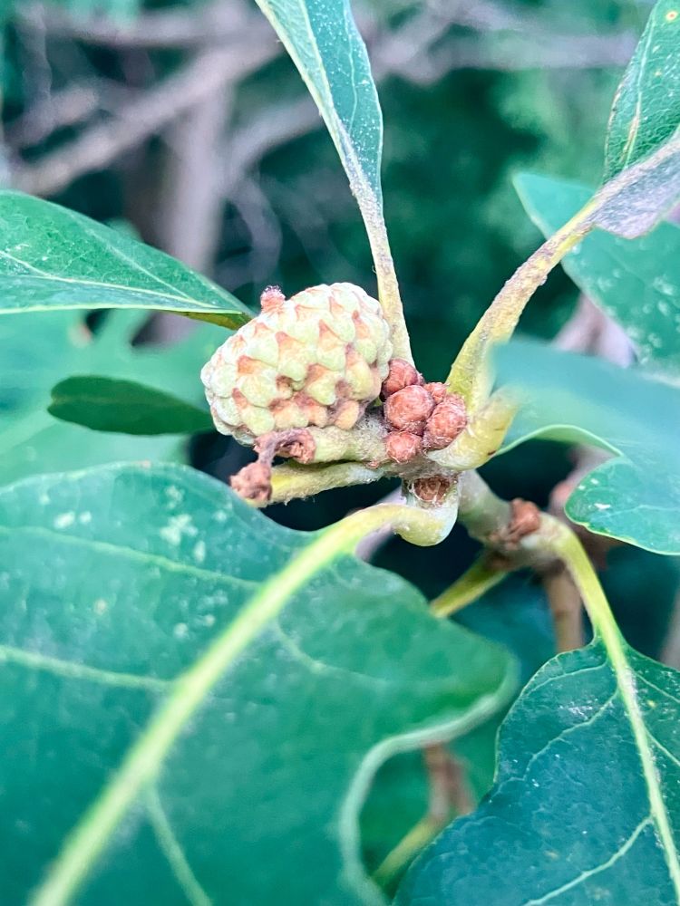 An acorn being formed among oak leaves. It looks like just the cap part, but strangely half-baked.