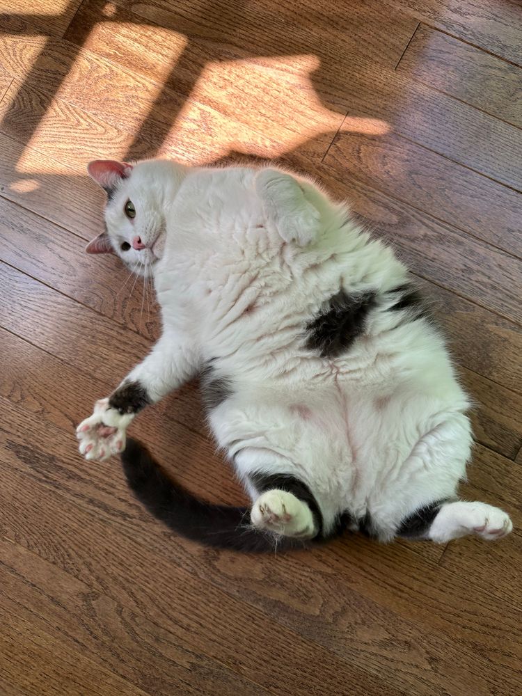 absolutely massive white and black cat rolling around on his back