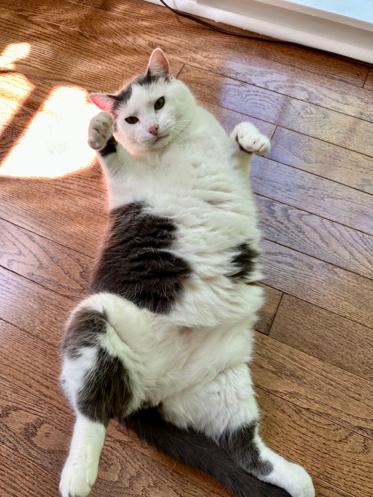 a cat that could be mistaken for a cow staring at the camera
