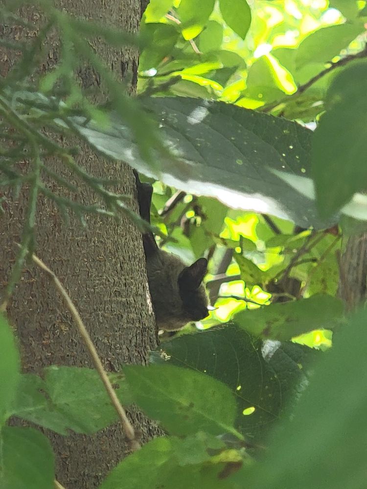 Side profile of a baby little brown bat on a tree trunk, surrounded by green foliage. 