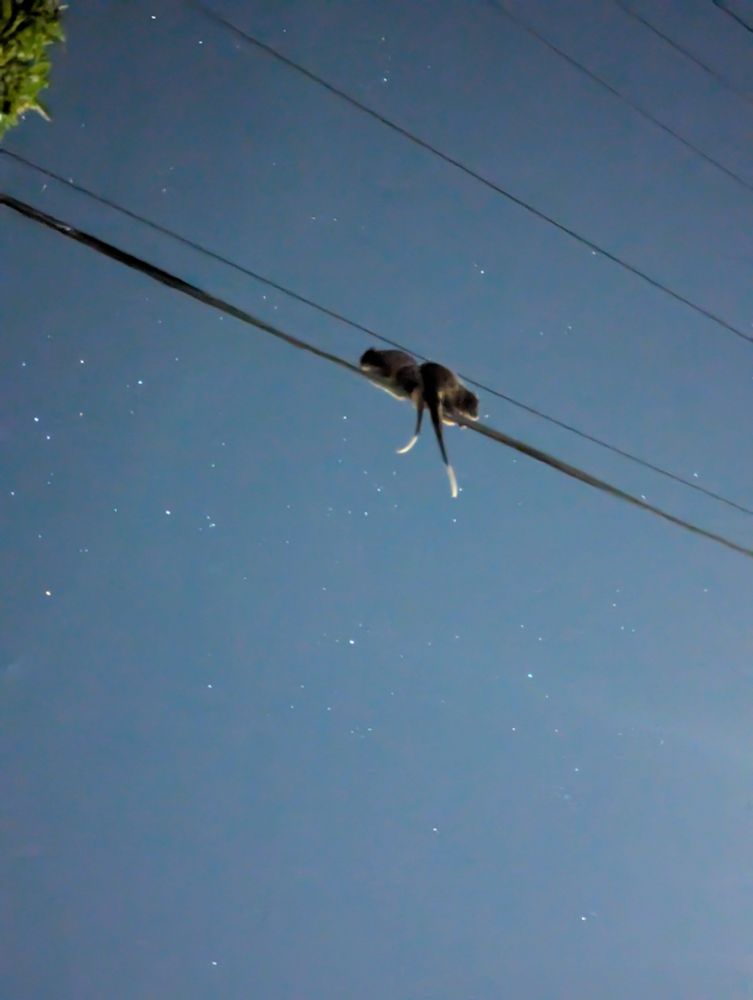 two possums on a telephone wire, ass to ass against the stars 