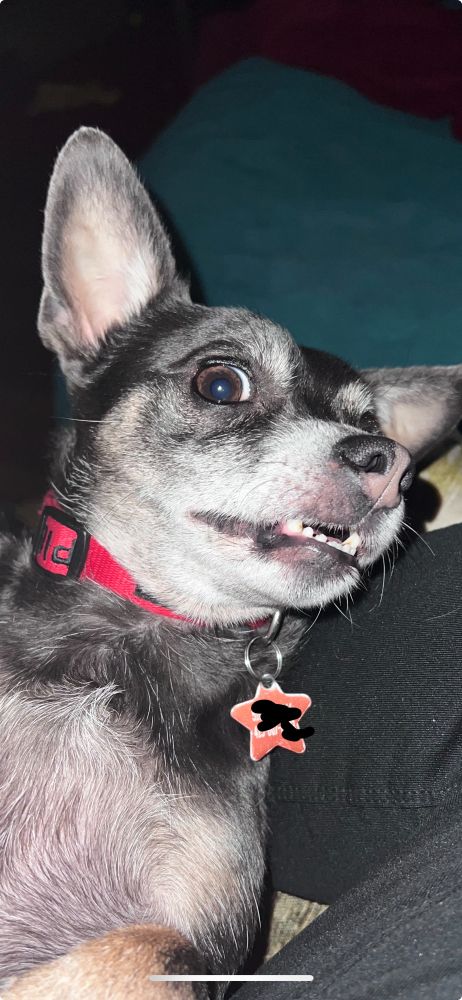 Lil dog caught in the light with teeth out 