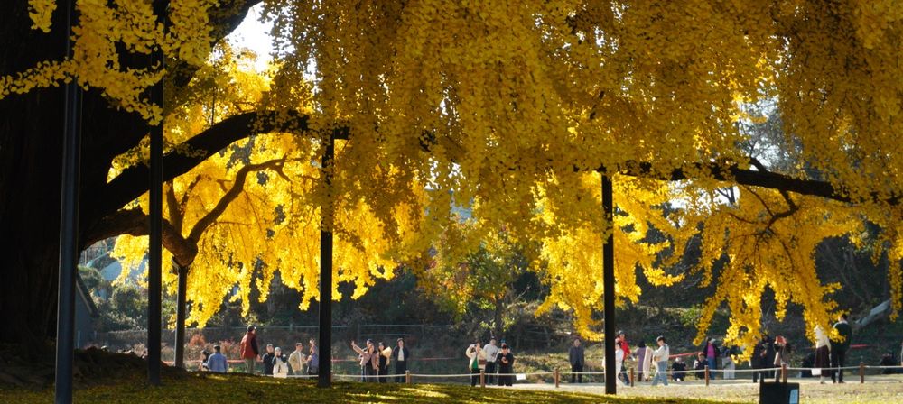 늘어진 가지들의 사진.