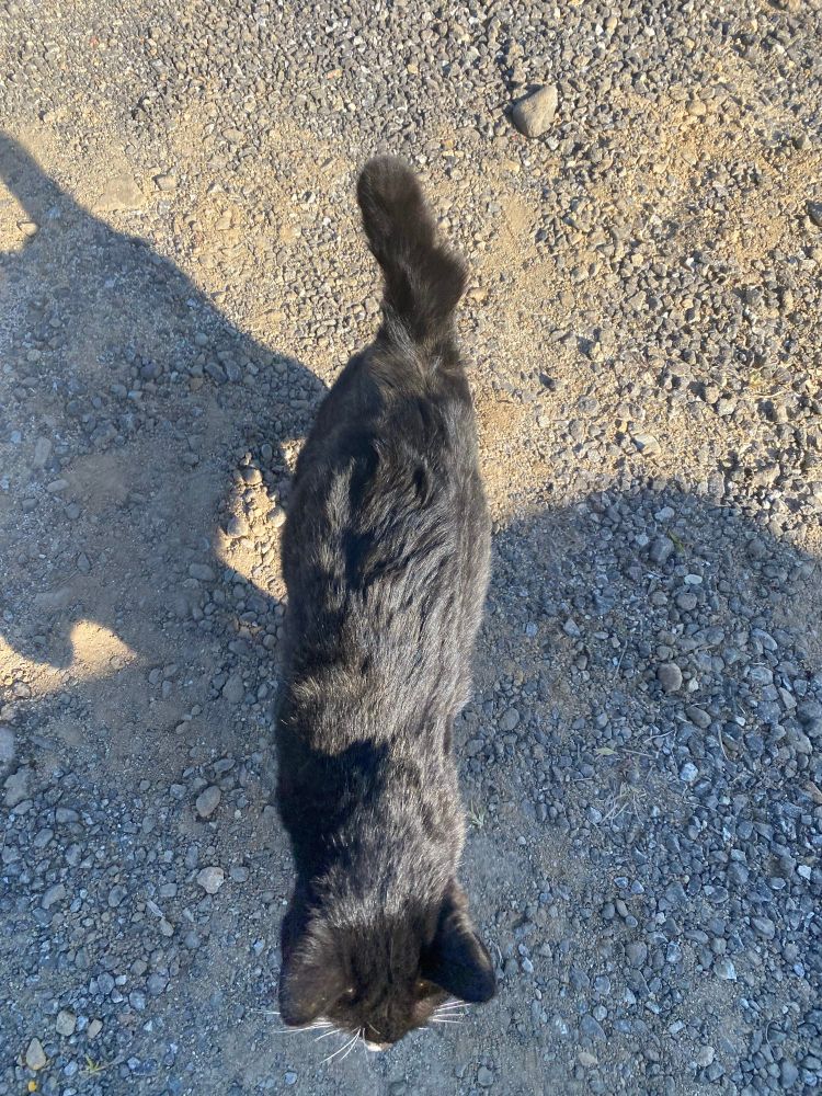 까만고양이 항공샷. 꼬리가 뭉툭해