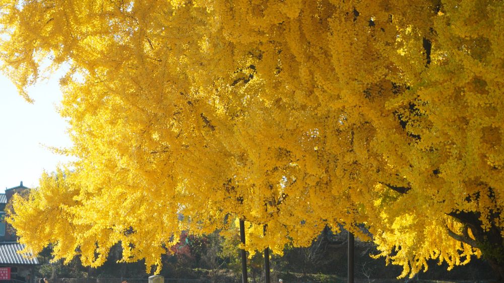 햇빛을받은 노란 잎의 사진
