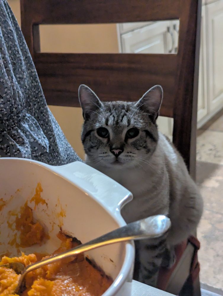 cat looks longingly at a bowl of yams 