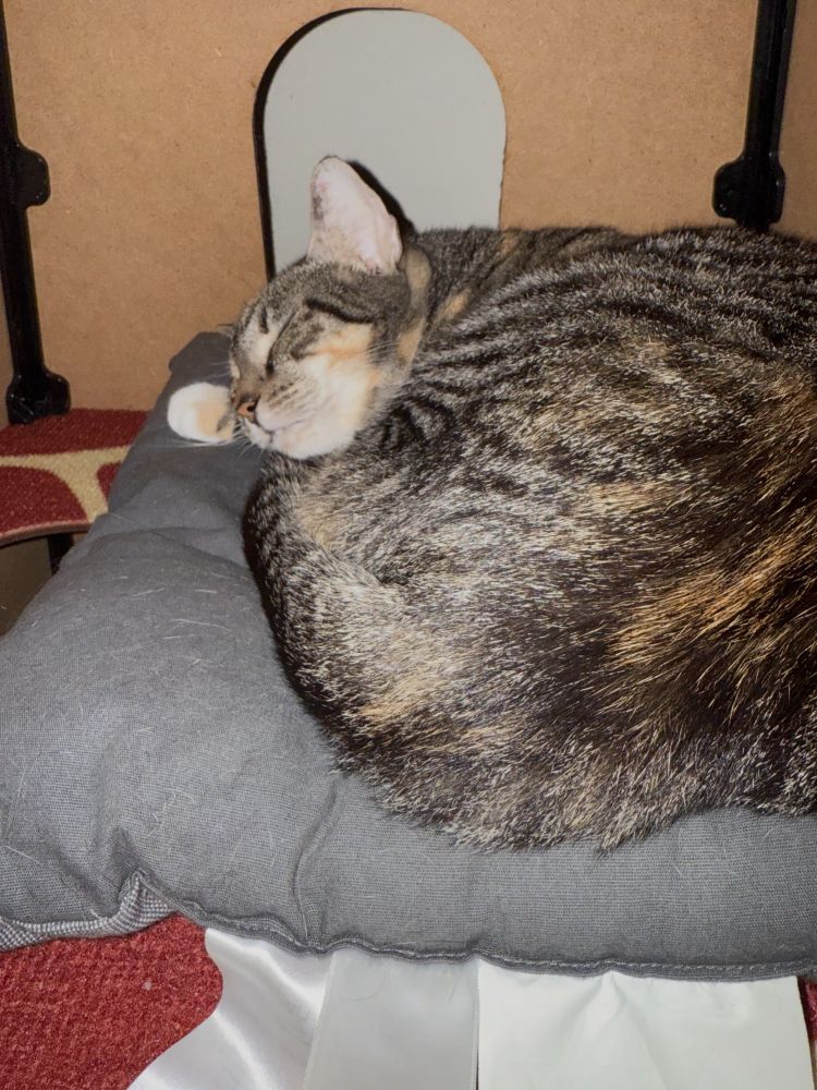 Calico cat sleeping inside a cat tree. 