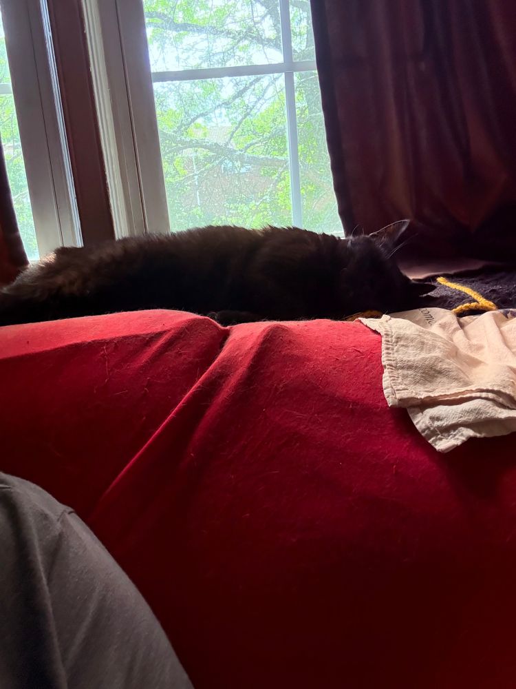 Black cat sleeping soundly on table behind red couch near window. 