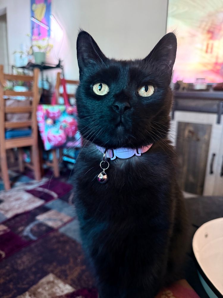 Black cat sitting on a coffee table posing. 