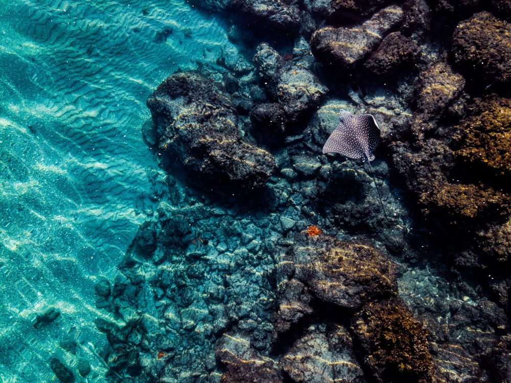 Eagle Ray Over Coral Reef

Credit: Single Fin Photo / Ocean Image Bank