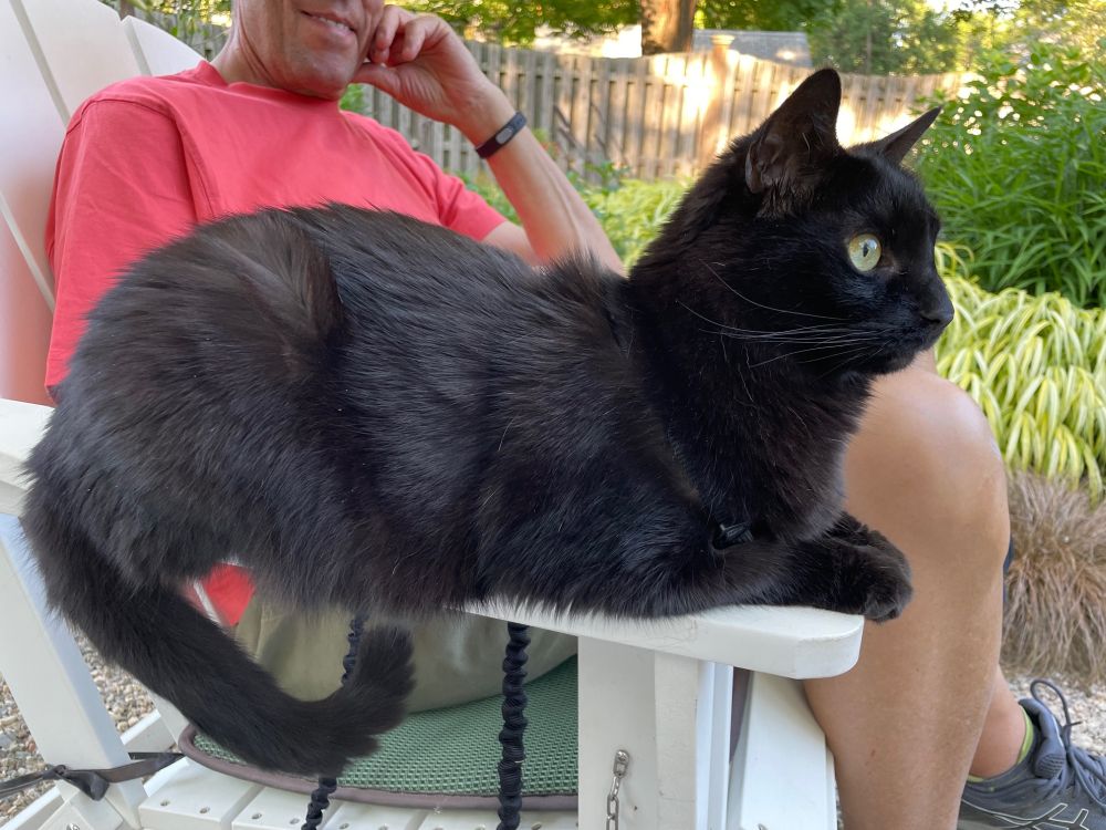 Photo of all-black cat sitting on the arm of a white Adirondack chair next to a man in a pink T-shirt, surrounded by garden greenery