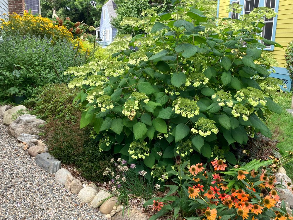 Photo of my garden, with orange coneflower, Haas Halo native hydrangea, blue-flowered caryopteris, and yellow helenium, and a gravel path running along the left