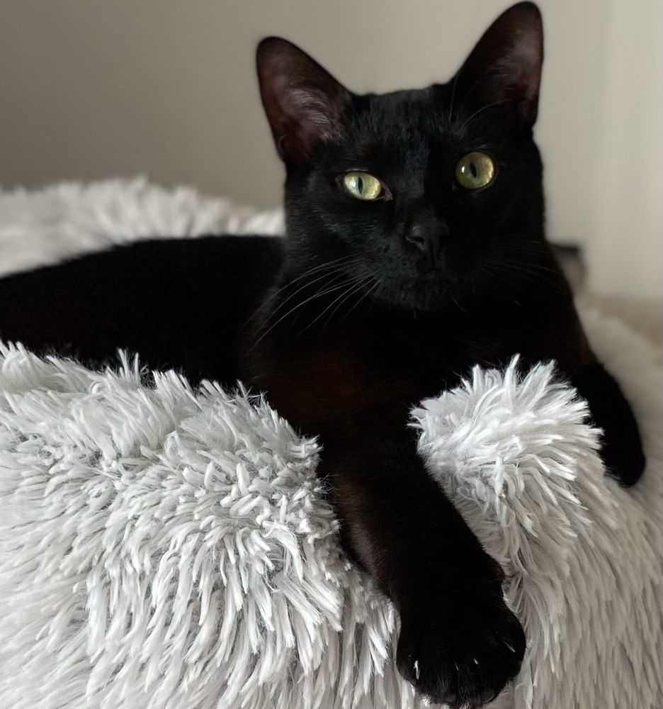 Black cat all cozy in a fuzzy bed