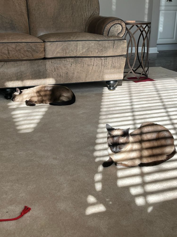 Cats lying in sunlight