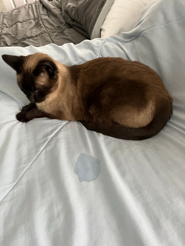 Cats drool spot