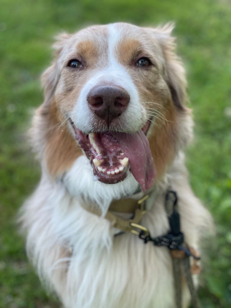 An Australian shepherd dog with his tongue out. His fur is white and red.