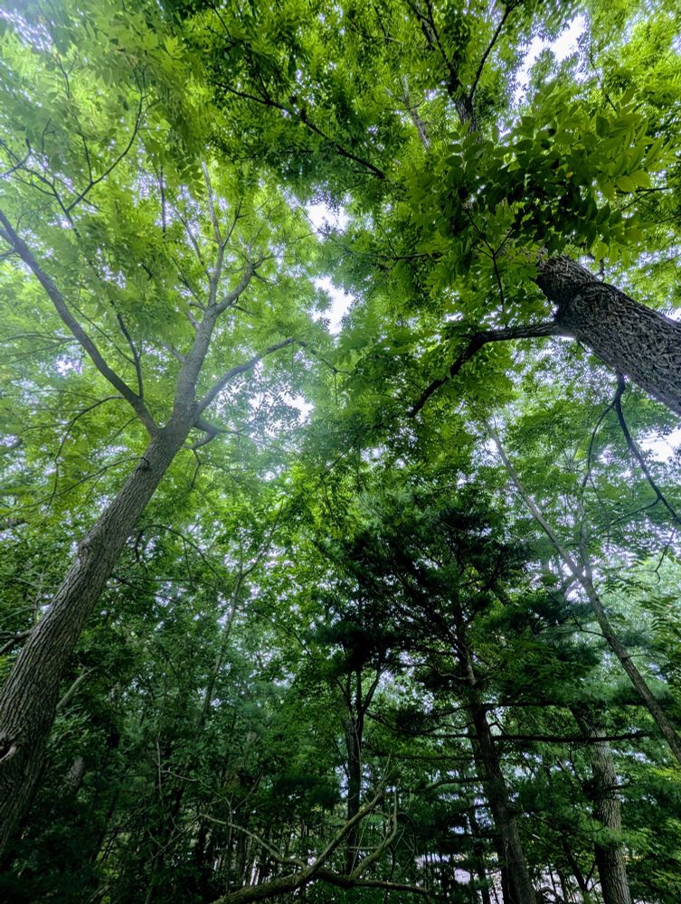 Photo taken from the ground looking up at the canopy of several black walnut trees.
