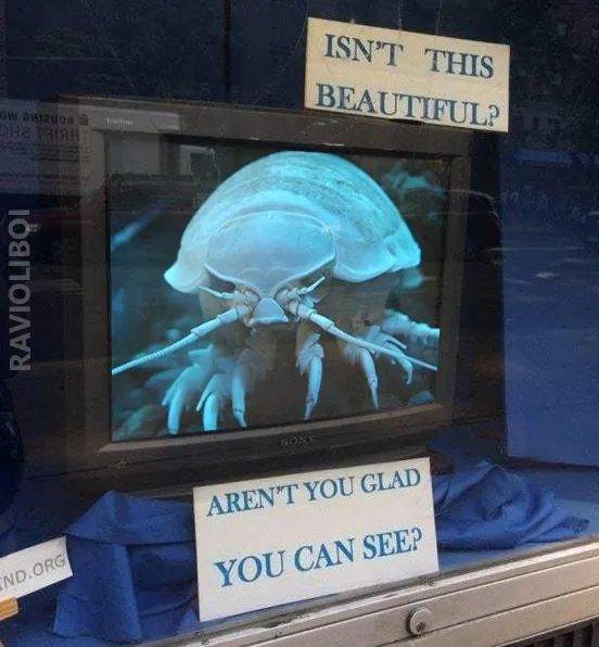 There is a monitor in a shop window that is displaying a picture of a giant isopod in blue lighting; it looks like it's probably underwater. Above the monitor is a sign that says "ISN'T THIS BEAUTIFUL?" Below the monitor is a sign that says "AREN'T YOU GLAD YOU CAN SEE?" Along the left side of the image is a watermark that reads "RAVIOLIBOI"