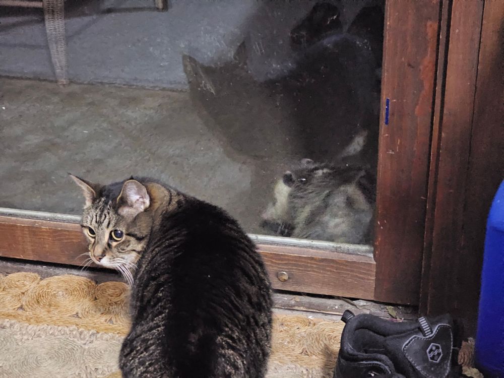 A grey tabby cat standing in front of a sliding glass door; an opossum is on the other side. The cat is looking backwards to gauge her owner's reaction to the interloper.