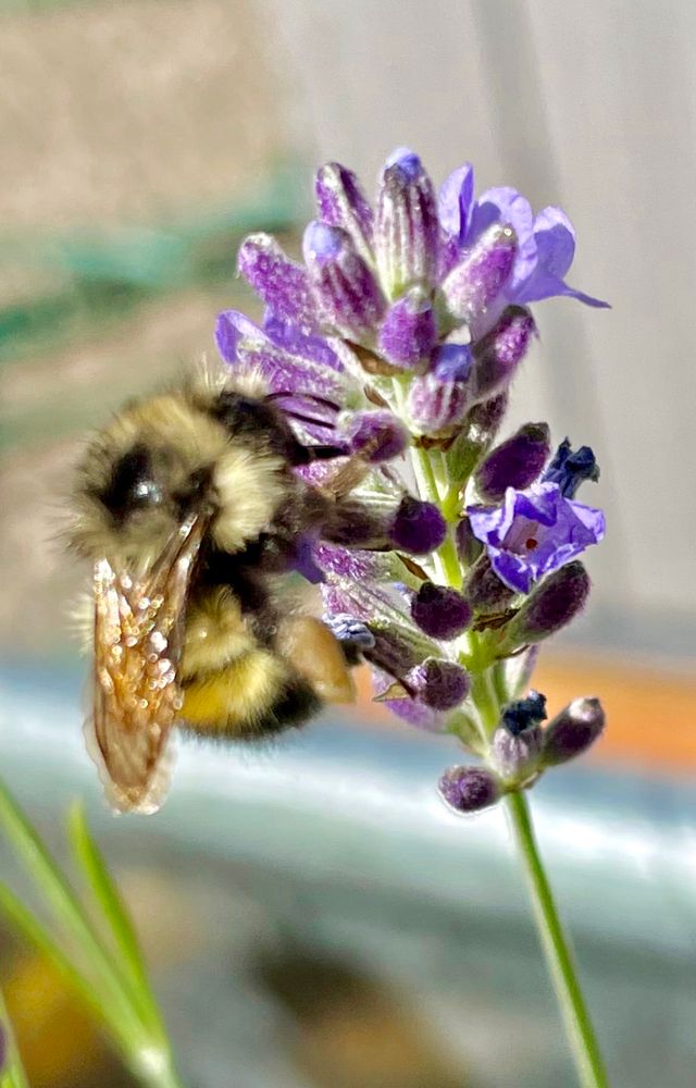 Close-up macro photo of a fuzzy bumblebee collecting nectar from a vibrant purple lavender flower. The bee's delicate, translucent wings shimmer in the sunlight and appear gold in color. Its black and yellow-striped body is covered in fine hairs. The lavender blooms are in various stages of opening, showcasing rich violet hues and intricate petal textures. Background is softly blurred, emphasizing the bee and flower. #bumblebee #pollination #Augustblooms #gardening #gardens #bees #bloomscroll