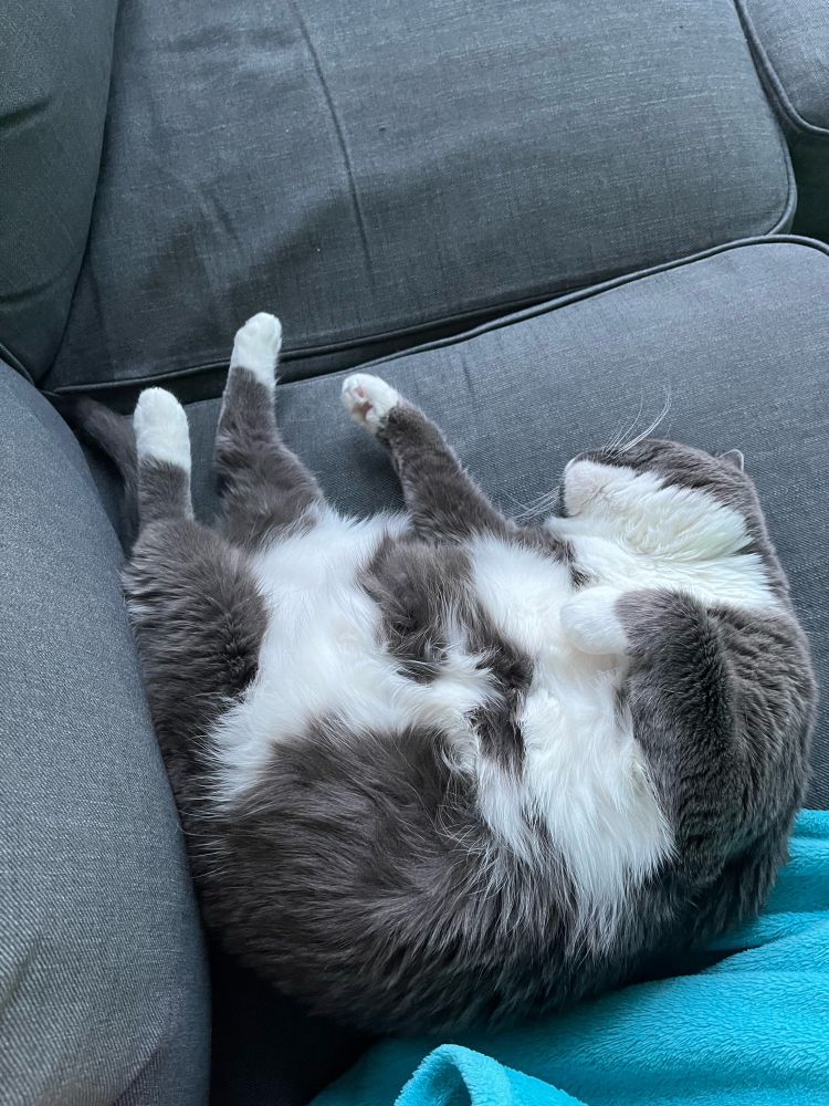 A chubby grey cat with white feet and a white stomach and chest lies on her back curled up, very asleep. 