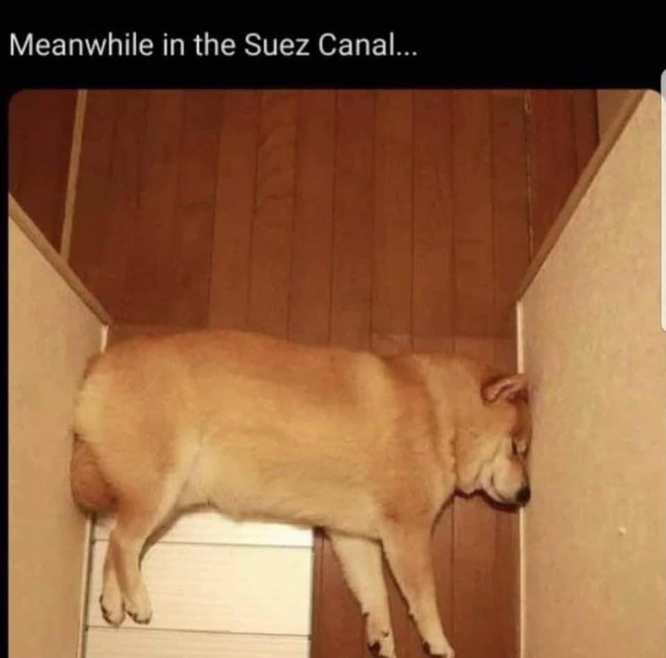 Text on the picture is “Meanwhile in the Suez Canal” but it’s a golden coloured dog sleeping completely blocking a hallway with its head against one wall and its butt on the other wall. 