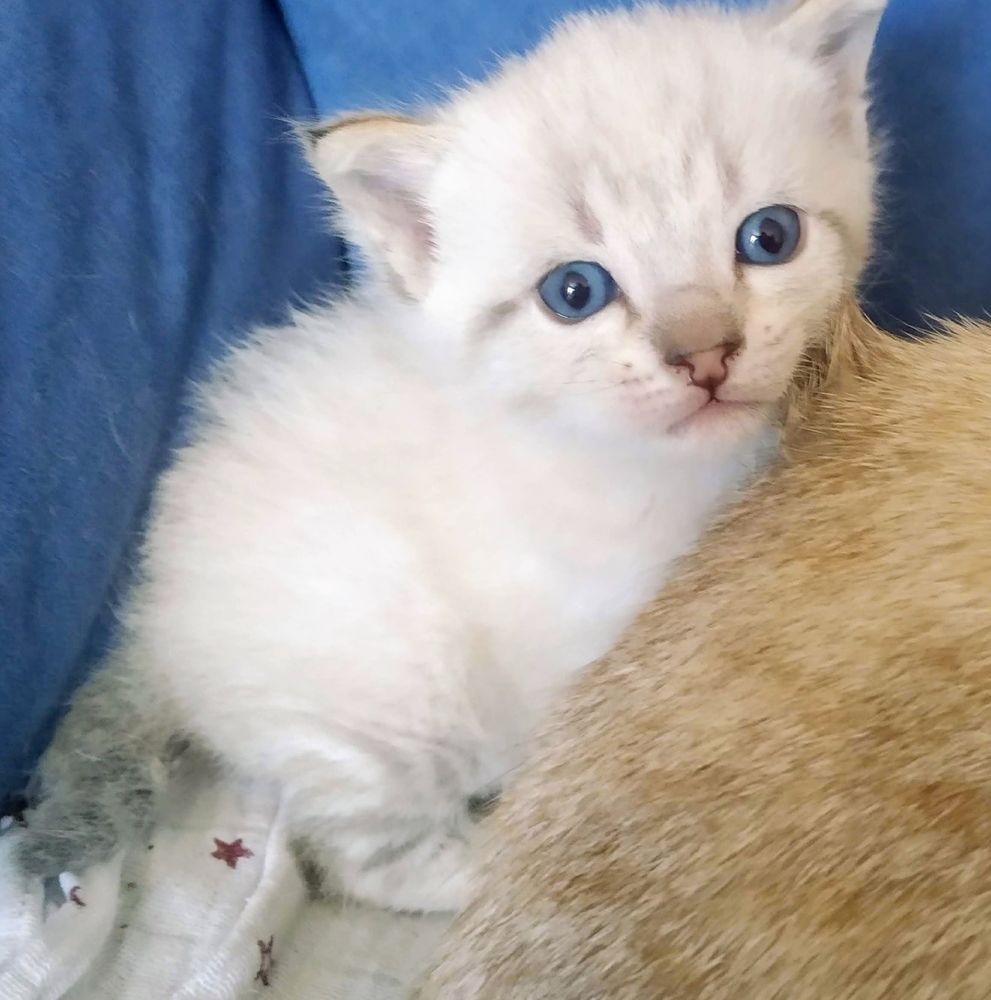 Gatito bebé blanco con la colita gris. Mira a cámara con cara de weno sí estoy aquí. Tiene la naricita rosa y los ojos azules.