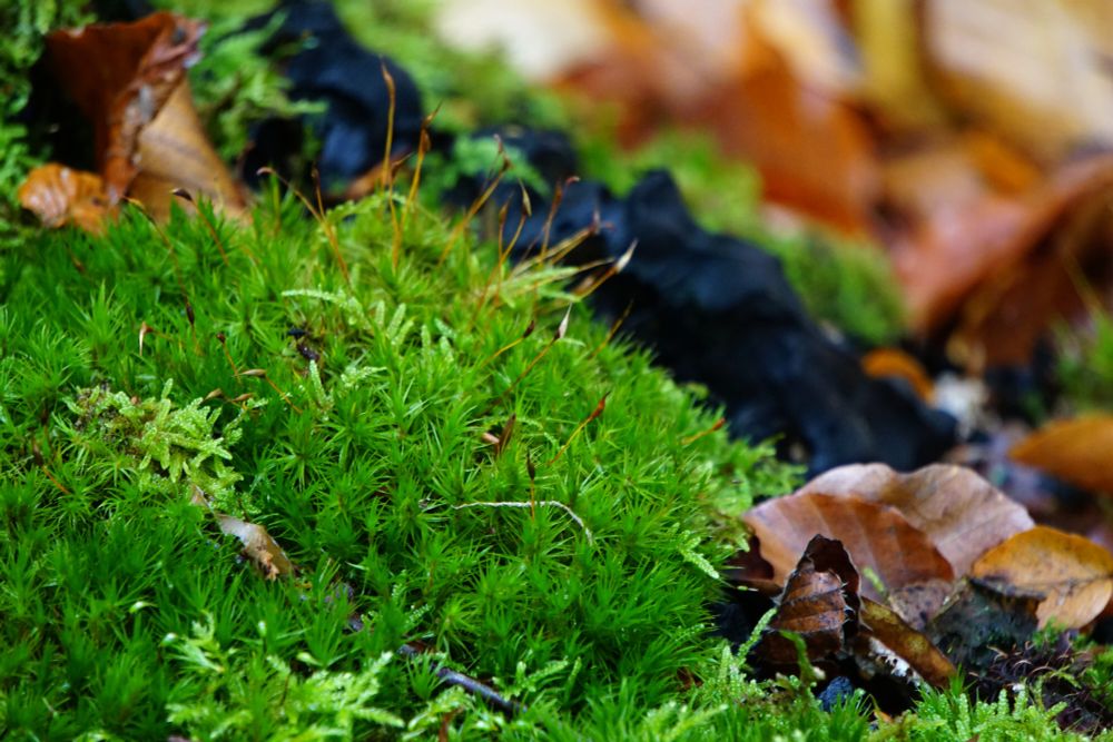 A close-up of moss and fallen leaves on a tree stump, looking almost like tiny ferns