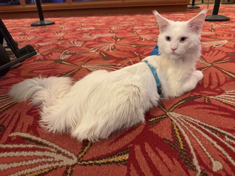 LARGE pure white maine coon cat with long hair sitting on a red carpet. kitty has blue eyes and a blue leash around his middle. 