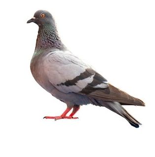 just a pidgeon