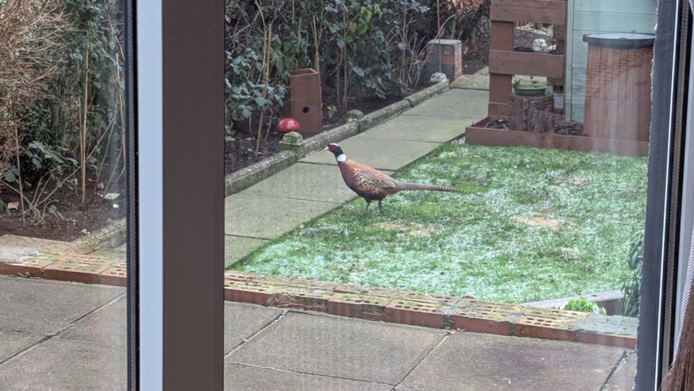Ring-necked pheasant