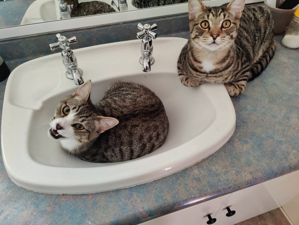 I know it's unhygienic but YOU deal with these two small tabby cats sinking in and next to the bathroom sink