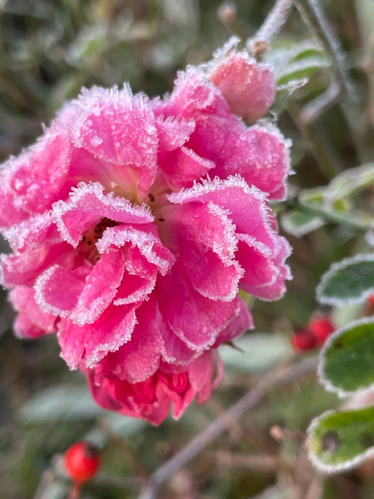 A close up photo of the slightly frosty pink rambling rose 