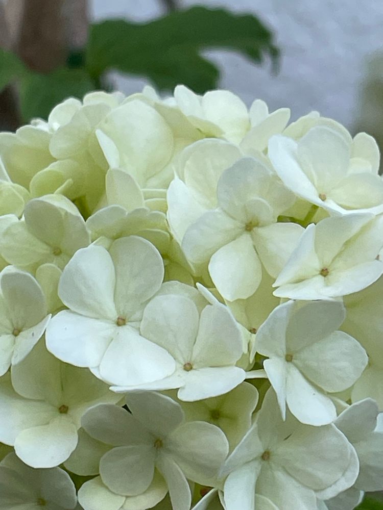 snowball tree earlier in the year with close up of the small white flowers forming the snowball round shape