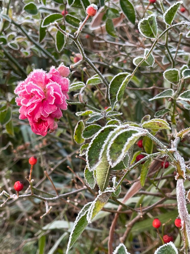 frosted tinged green leaves and pink rambling rose whose petals are also covered in icy/frost particles