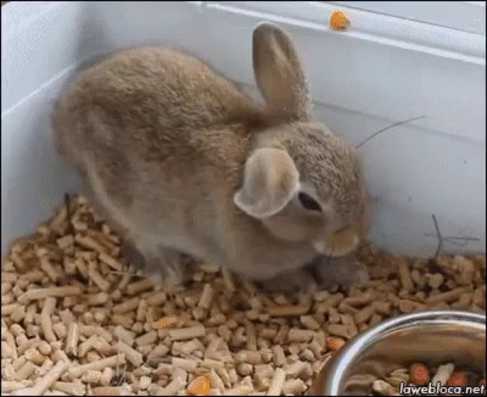 a small brown rabbit is sitting in a pile of wood pellets next to a bowl of food .