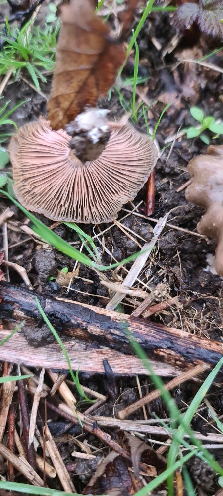 Entoloma sp. (Pinkgill) - Hampton Heath 29.10.2025