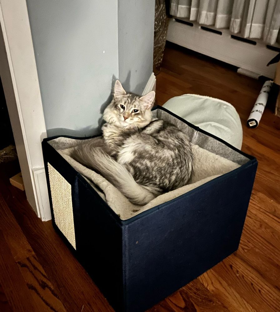 A silver and white Maine Coon kitten sits curled up in a navy raised cat bed lined in cream-colored fleece silently judging you