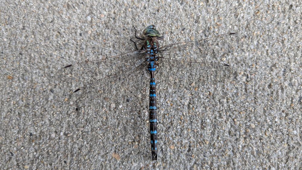 A photograph of a dragonfly with blue and black stripes on a gray concrete surface.